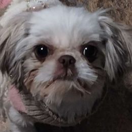 TRINITY - Shih Tzu