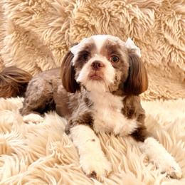 Coco - Shih Tzu