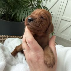 Neon yellow girl - Chestnut female Irish Setter puppy in West Haven, Utah from McClellan Setters