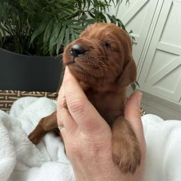 Neon yellow girl - Chestnut female Irish Setter puppy in West Haven, Utah from McClellan Setters