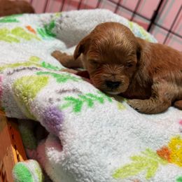 Hope - Apricot female Cavapoo puppy in Manlapan, New Jersey from Alyssa Xxweetdoodles
