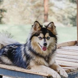 Marta - Pomsky