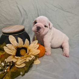 Hannah - Red and white female Bulldog puppy in Lafayette, Georgia from Storytime Mastiffs & Bulldogs