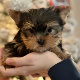 Chanel - Black and tan female Yorkshire Terrier puppy in South Coffeyville, Oklahoma from Nicki's Yorkies