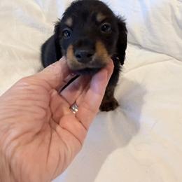 Layla - Black and tan female Dachshund puppy in Town Creek, Alabama from PapaDox Miniature Dachshunds