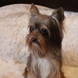 Duncan - Yorkshire Terrier