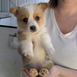 Girl 2 - Red female Pembroke Welsh Corgi puppy in Edinburgh, Indiana from J Bar M Corgis