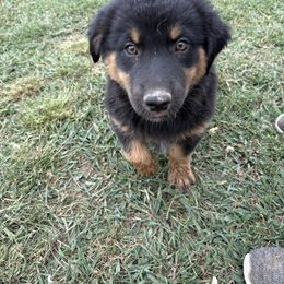 Black and Tan Girl - Black tri-color female Australian Shepherd puppy in Eolia, Missouri from Barefoot Kennel