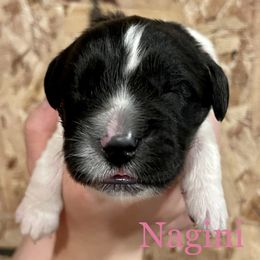Girl 2 - White and black Newfoundland puppy in Tully, New York from Bear Paw Newfoundlands