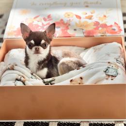 Mocca - Chihuahua