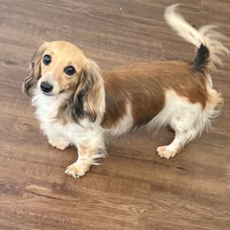 Mazy - Cream female Dachshund puppy in Pacific, Washington from Han&Jan Doxie’s