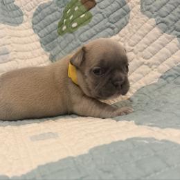 Melba - Blue fawn female French Bulldog puppy in Peoria, Arizona from A Quality French Bulldogs AZ