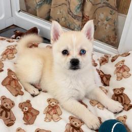 Honey - Red and white female Pomsky puppy in Mannington Township, New Jersey from Little Husky Hutt