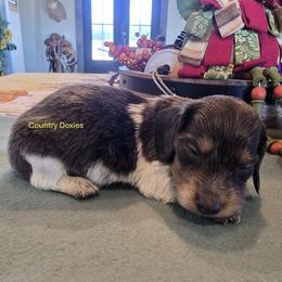 Blue boy - Gray (blue) and cream male Dachshund puppy in Cedar City, Utah from Country Doxies