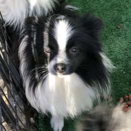 Tootsie - Pomeranian