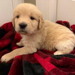 Benny - Light golden male Golden Retriever puppy in Seville, Ohio from Retriever Ranch