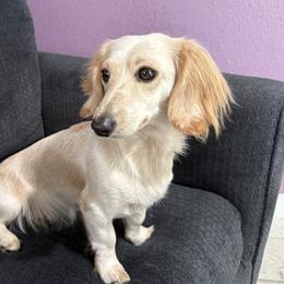 Millie - Dachshund