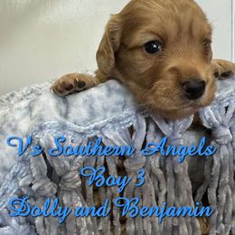 Basset Hound and Dachshund Puppies from V's Southern Angels