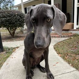 Weimaraners from Burdette Weims