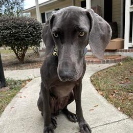 Weimaraners from Burdette Weims