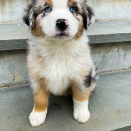 Australian Shepherd Puppies from Highland Haven Australian Shepherds