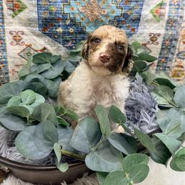 Willow - Brown merle female Aussiedoodle puppy in Taylor, Missouri from Pawsitively Doodles