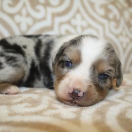 Captain - Blue merle male Toy Australian Shepherd puppy in Licking, Missouri from Burnett Aussies