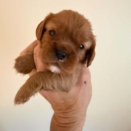 Green Collar Boy - Ruby male Cavalier King Charles Spaniel puppy in Oakland Township, Michigan from Summer Cavaliers