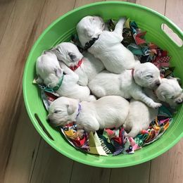 "🖤🧡💗Puppy Laundry💚💜❤️" Golden Retriever Puppies from Snow Walker Goldens
