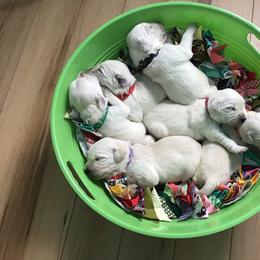 "🖤🧡💗Puppy Laundry💚💜❤️" Golden Retriever Puppies from Snow Walker Goldens