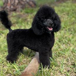 Blu - Blue male Poodle puppy in Labelle, Florida from RomLein Poodles