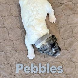 Assorted Doodle Crosses and Poodle Puppies from Royal T Acres