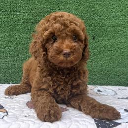 Goldendoodle and Poodle Puppies from Katy's Toy Poodles & Doodles