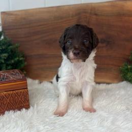 Aslan - White and red male Bordoodle puppy in Valley Center, California from Circle R Valley Bordoodls