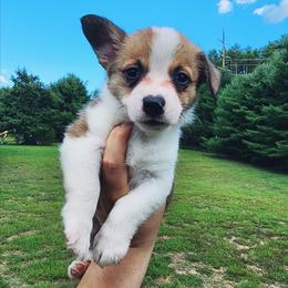 Glory - Sable female Pembroke Welsh Corgi puppy in Warrensburg, New York from The Adirondack Corgi