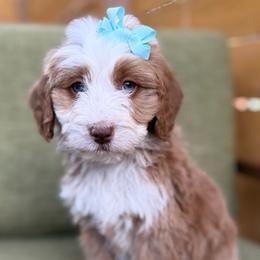 Holly-No collar girl - Red female Bernedoodle puppy in Colorado Springs, Colorado from Mercy Mountain Bernedoodles