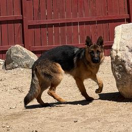 Rosie - Black and red female German Shepherd puppy in Whitewater, California from Vom Haus Metzler Shepherds