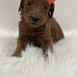 Coral Girl - Red  female Goldendoodle puppy in Waskom, Texas from Pearls & Curls doodles & poodles