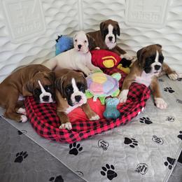 Boy 1 - male Boxer puppy in Kirskville, Missouri from Elevated Boxers