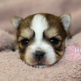 Tess - Sable female Yorkshire Terrier puppy in Austin, Texas from H6 Yorkies