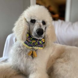 Poodles from Grande Passage Kennel