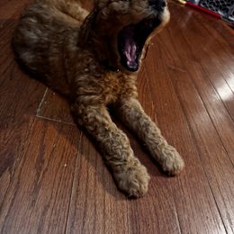 Goldendoodle Puppies from Dani’s Doodles