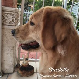 Charlotte  - Golden Retriever