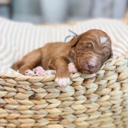 Alden - Red  male Goldendoodle puppy in Sulphur, Louisiana from Curly Q’s Of Carlyss