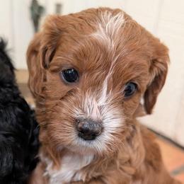 Darla - Red female Cavapoo puppy in Sunnyvale, Texas from Sunnytown Farm Cavapoos