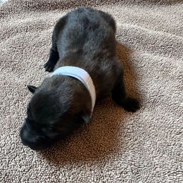 Whote - Liver female Belgian Malinois puppy in Saint Amant, Louisiana from Mercy Kennels