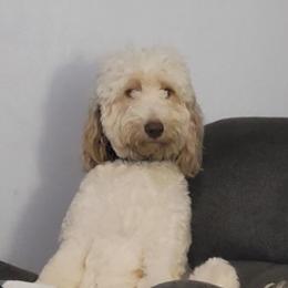 Goldendoodles from Double J Doodle Farm