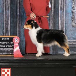 Olive - Miniature American Shepherd