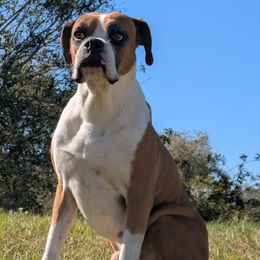 D.O.G - Boxer