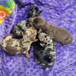 Chocolate and tan dapple male - Dapple male Dachshund puppy in Belle Rive, Illinois from Akin's Miniature Dachshunds, LLC